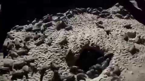 Idis calls out Samal resort for unauthorized handling of hatchling turtles