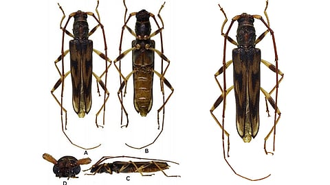 Rare beetle discovered in Mt. Hamiguitan sanctuary