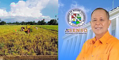 Rice production in Misamis Occidental grew up to 6 metric tons per hectare in 2023, Governor Henry Oaminal Sr. announced.