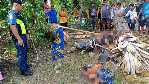 NADAT-UGAN: Namatay diha-diha ang duha ka batan-ong mga lalaki human natumbahan ning punoan sa bule nga way nakaputol bisan sa kahuyang ug kaguwang na unta niini niadtong Huwebes sa hapon sa Sityo Luy-a, Brgy. Lamac, lungsod sa Pinamungajan, habagatang kasadpang Sugbo. / TAMPO SA PINAMUNGAJAN POLICE STATION