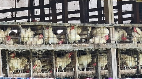 PVO remains alert vs bird flu