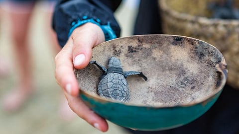 BATANGAS. A total of 477 Pawikan hatchlings have been protected and released at the Pawikan Sanctuary in Seafront Residences, located in Barangay Calubcub II, San Juan, Batangas, from December 2023 to January 2024.