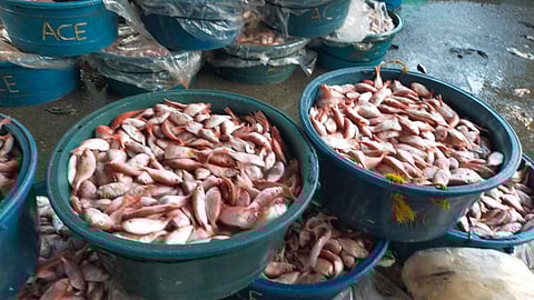 ‘LAB-AS’ NGA ISDA: Kabahin kini sa mga isda nga gikan sa Zamboanga Peninsula nga niabot sa Cebu City Fish Market nga sama sa lab-as pa tungod sa maayong pagdumala sa pagbiyahe niini.