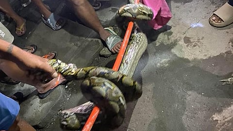 SAWA: Lain sab ni nga sawa nga nasikop sa Brgy. Umapad, Dakbayan sa Mandaue niadtong Miyerkules. Lahi sab nga sawa ang nasikop sa Huwebes, Pebrero 15, 2024.