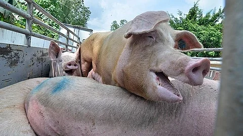 ‘TOTAL BAN’ | Negros Occidental prohibits entry of hogs, pork products from Bacolod, other red zone areas