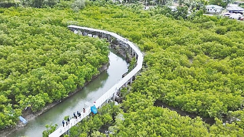 IBO MANGROVE PARK in Barangay Ibo is now 40 percent complete, according to Toledo City Mayor Marjorie Perales, who visited the site on Feb. 5, 2024. Jointly developed by the City and MGen Global Business Power, the conservation project is a potential ecotourism destination. /