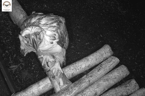 The Philippine Eagle Foundation (PEF) has successfully transfered the first batch of Philippine Eagles to the new National Bird Sanctuary in Barangay Eden, Toril, Davao City, on Tuesday evening, February 13, 2024.