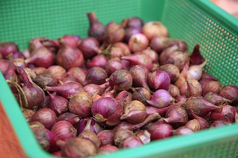 Red bulb onion flourishes in Davao de Oro.