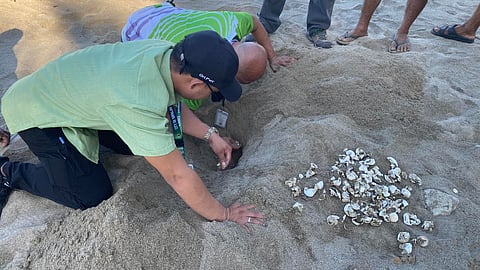 Sipalay City authorities arrive at Ya-o Resort in Brgy. Nauhang to document and release the green sea turtle hatchlings, February 4.