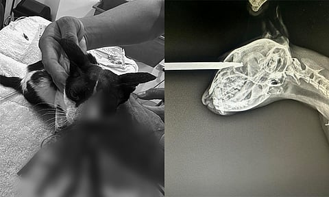 A stray cat sustained a "life-threatening" injury after its head was struck by an arrow.