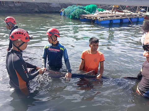 Rescued pygmy sperm whale released