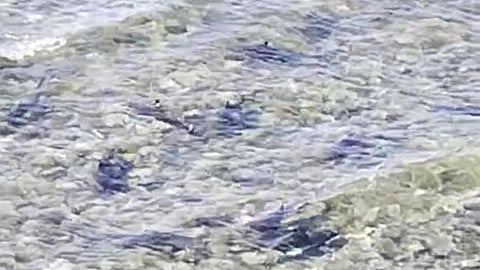 BFAR to public: Don’t touch beached juvenile sharks