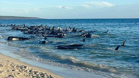 Dozens of pilot whales have beached on the western Australian coast and wildlife authorities were attempting to rescue them, a state government said on Thursday, April 25, 2024. (Department of Biodiversity, Conservation and Attractions via AP)