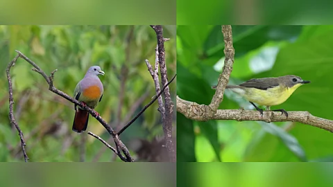 The Pink-necked Green Pigeon and the Golden-bellied Gerygone are among the 108 recorded bird species who call Aboitiz Cleanergy Park in Punta Dumalag, Matina Aplaya, Davao City, home.