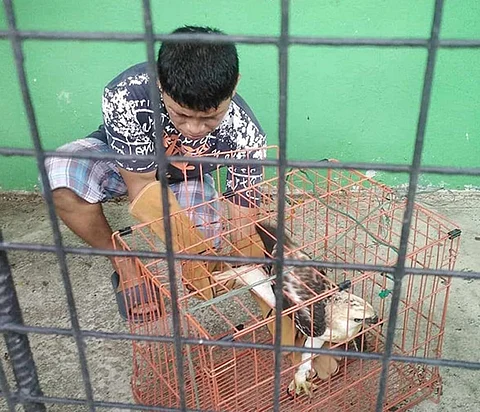 ZAMBOANGA. The Department of Environment and Natural Resources retrieves and places a Pinsker’s Hawk Eagle under rehabilitation at the Regional Wildlife Rescue Center (RWRC) in Baklay villabe, Tukuran, Zamboanga del Sur. The eagle will be released back into its natural habitat once it is ready.