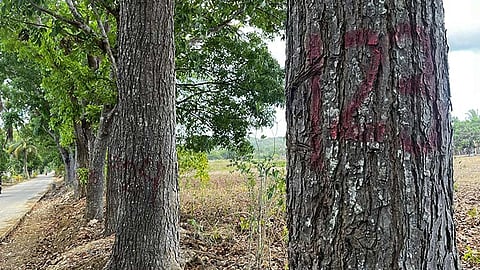 Way kahoy nga patakaa’g putol