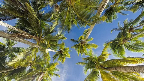 Coconut still Mindanao’s agri giant