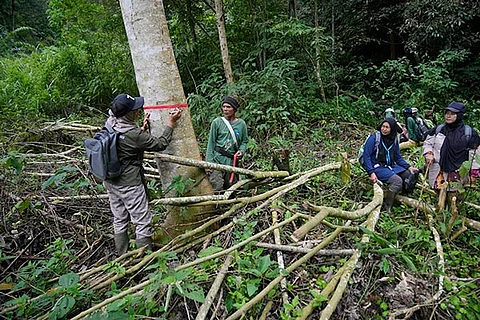 Lead ranger Sumini, left, and Muhammad Saleh, center, put on a red tape around a tree to mark it for villagers not to cut it down, on a part of the forest that has been cleared by villagers to make way for a coffee plantation, during a forest patrol in Damaran Baru, Aceh province, Indonesia, Tuesday, May 7, 2024. Unregulated deforestation from irresponsible farming practices and abuse of forest resources have led to disastrous consequences, Sumini said.