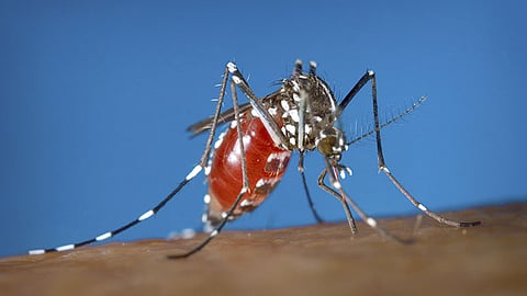 This 2003 photo provided by the Centers for Disease Control and Prevention shows a female Aedes albopictus mosquito acquiring a blood meal from a human host. Dengue, a tropical illness caused by a virus, is spread by Aedes mosquitos, a type of warm weather insect that is expanding its geographic reach because of climate change, experts say.