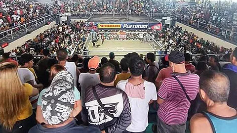 Derby sa manok sa Davao nikita