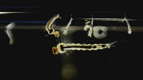 These larvae are a crucial stage in the development of mosquitos. By eliminating their breeding spots in stagnant water, it can prevent the spread of diseases like dengue.