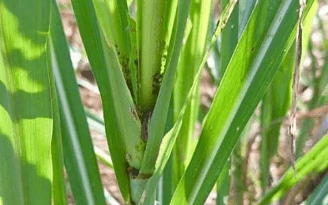 INFESTED. Sugarcane plant attacked by fall armyworms in Barangay Cabadiangan, Himamaylan City, Negros Occidental during a monitoring in this undated photo. Nine local government units are affected as of June 27, 2024, the latest report of the Office of the Provincial Agriculturist showed. (Photo courtesy of Atty. Dino Yulo Facebook)