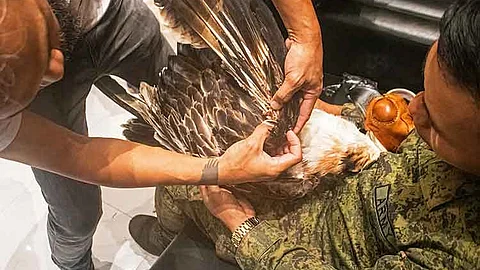 Philippine Eagle Mangayon