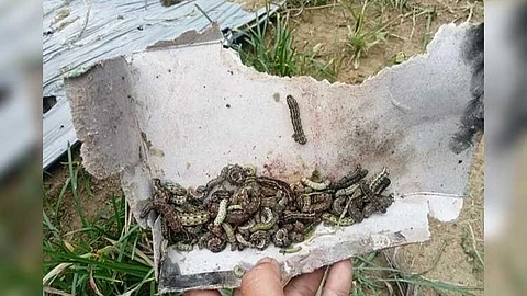 Garden giataki sa army worms