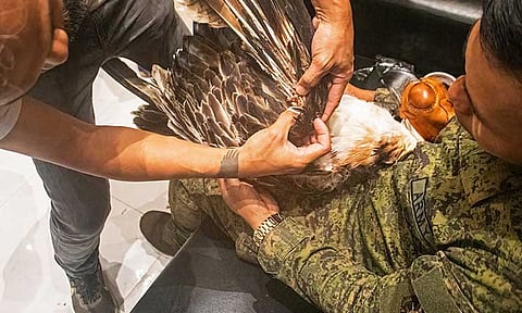The Philippine Eagle Foundation announced the death of an immature male Philippine Eagle named Mangayon, rescued from the Municipality of Compostela, Davao de Oro, on July 8, 2024.