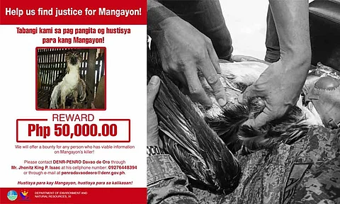 The bounty for the person responsible for the killing of Philippine Eagle “Mangayon” has been raised to P100,000, the Department of Environment and Natural Resources-Davao Region (DENR-Davao) said.