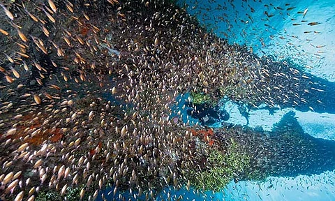 Cebu among top dive destinations in Agoda survey