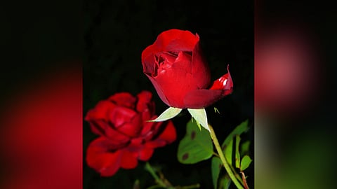 Tale of a Thousand Roses