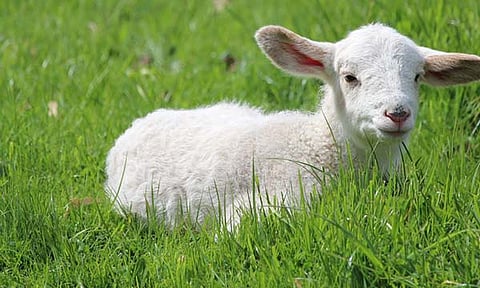 Daily Bible Reading – December 10, 2024