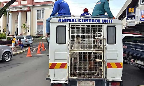 Animal advocate group warns vs stray dog risks