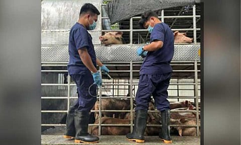 SEIZED HOGS. Personnel of the Bureau of Animal Industry seize 60 hogs at the Tandang Sora checkpoint in Quezon City after its transporters failed to present valid documents on Aug. 15, 2024. Agri Party-list Rep. Wilbert T. Lee on Thursday (Aug. 22) urged the Department of Agriculture to establish more biosecurity and surveillance checkpoints along major roads and seaports to curb the spread of African swine fever in the country. (Photo courtesy of Department of Agriculture)