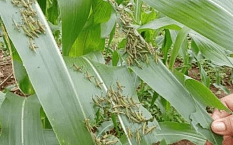ARMYWORMS ATTACK. The fall armyworms infestation in Negros Oriental province has spread to 22 towns and cities already, reports said on Wednesday (Aug. 21, 2024). Agriculture technicians continue to scramble to save whatever is salvageable from the cornfields destroyed by the armyworm. (PNA file photo courtesy of DA-PATCO)