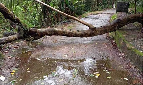 CLEARING OPERATION. An uprooted tree along Ditumabo Mother Falls Road in San Luis town, Aurora province during the onslaught of Tropical Storm Enteng. It was immediately cleared by the Municipal Disaster Risk Reduction Management Office on Monday (Sept. 2, 2024). (Photo courtesy of San Luis MDRRMO)