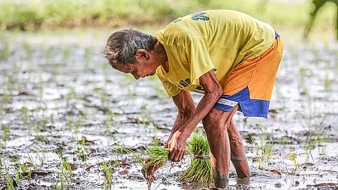 Farmers on ‘high alert’ due to hot weather