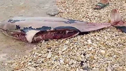 Patay na nga dolphin midagsa sa baybayon