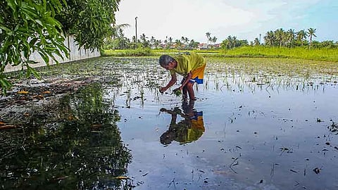 Farmers ‘to get first dibs’ on CH contracts