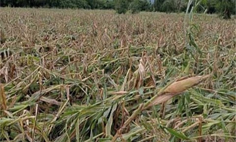 STORM DAMAGE. Damaged corn crops in Dinalungan town, Aurora province after the onslaught of Enteng on Wednesday (Sept. 4, 2024). The Department of Agriculture - Disaster Risk Reduction and Management (DA-DRRM) Operations Center on Friday (Sept. 6, 2024) reported that damage to agriculture due to Enteng has reached PHP659 million. (Photo courtesy of Dinalungan Police Station)