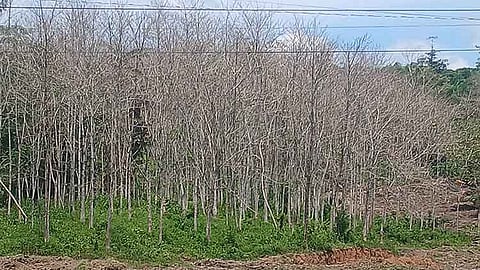 Experts puzzled on Gmelina trees’ cause of death