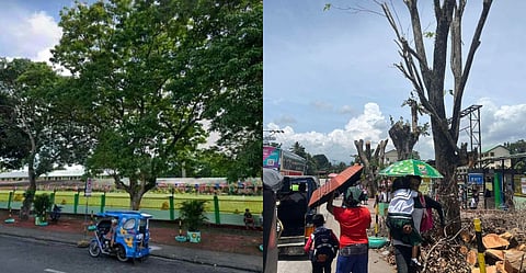 Around 18 trees were topped at Mintal Elementary School despite the existing ordinance protecting heritage and urban trees.
