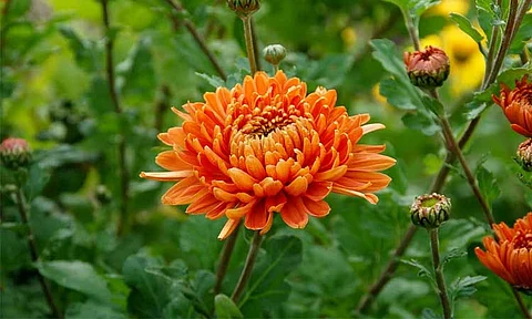 Tagum hosts International Floriculture Congress 2024