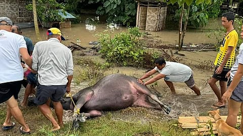 Kabaw namatay atol sa baha sa Barangay Langkong, M'lang, Cotabato Province. (Hulagway iya ni Jomar Tamba)