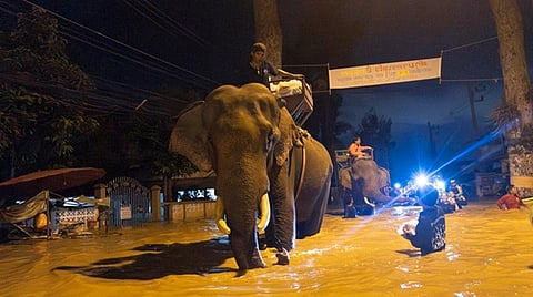 Elephants wade through flood waters to help bring relief supplies to villagers in Chiang Mai Province, Thailand, Sunday, Oct. 6, 2024.