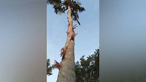 Nagtuo nga bomba kilat diay