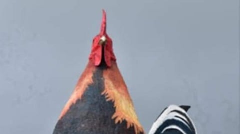 Bacolod council lauds Tan for construction of Rooster Hotel