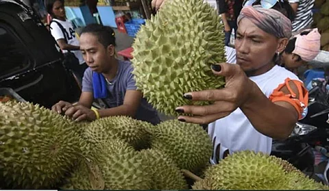 Kalidad sa durian sa Davao City kinahanglan pang palambuon