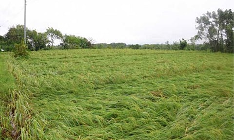 DAMAGED. Strong winds due to Severe Tropical Storm Kristine (Trami) flatten rice crops in Tabuk City, Kalinga on Oct. 24, 2024. The Department of Agriculture (DA)-Disaster Risk Reduction and Management Operations Center on Sunday (Oct. 27, 2024) said over PHP2 billion worth of various interventions are now available for affected farmers and fishers. (Photo courtesy of Tabuk City PIO)